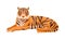 Adult big tiger wildlife Ussurian tiger cartoon flat