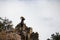 An adult bighorn sheep holds a majestic pose atop a cliff.