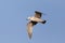 Adult bird Glaucous Gull flying in clear sky