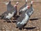 Adult bird - guineafowl afternoon walks on a pasture in the aviary on the farm