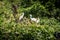 Adult bird white Egretta Garzetta on the tree. Little egret at Park Taipei city