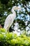 Adult bird white Egretta Garzetta on the tree. Little egret at Park Taipei city