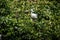 Adult bird white Egretta Garzetta on the tree. Little egret at Park Taipei city