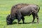 Adult Bison in a Field