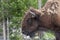 Adult Bison on the Move