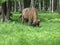 Adult bison in summer eats grass in the birch forest