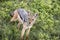 Adult black backed jackal, Ngorongoro Crater, Tanzania