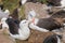 Adult black browed albatross courtship display