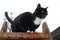 Adult black cat with white end of paws, muzzle and neck and with big shining yellow eyes stands on a brown wooden step ladder and