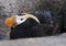 Adult black Crested Puffin sitting in the rocks at the Alaska Sealife Center in Seward Alaska