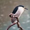 Adult black crowned night heron bird perched in a tree