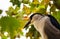 Adult black crowned night heron black and white bird