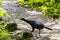 Adult Black guan - Chamaepetes unicolor - Monteverde Cloud Forest Reserve