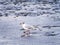 Adult black-headed gull, Chroicocephalus ridibundus, wading in s