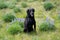 Adult black labrador retriever dog sitting in a field of mountain lupine wildflowers. Taken at Loaf Mountain overlook along the