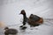 Adult black necked grebe with a chick