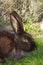 Adult black rabbit sitting in green grass and relaxing after eating on a domestic village farm, side view. Alaska breed.