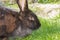 Adult black rabbit sitting in green grass and relaxing after eating on a domestic village farm, side view. Alaska breed.