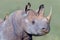 Adult Black Rhinoceros Profile, Red Billed Oxpecker