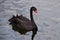 Adult black swan in St James`s Park lake, London