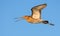 Adult Black-tailed godwit in flight with loud crying and calling