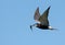 Adult Black tern Chlidonias niger flies swiftly in blue sky holding small fish in beak for children in nest