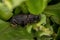 Adult black True Weevil