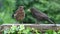 Adult blackbird, turdus merula, feeding young