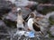 Adult blue-footed booby perched on rock with juvenile bird and red painted ghost crabs in soft focus