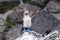 Adult blue-footed booby perched on rock with red painted ghost crabs in soft focus