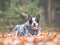 Adult Blue heeler dog laying in orange leaves, blurry autumn background out of focus