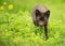 Adult blue morph arctic fox in the meadow