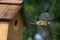 Adult blue tit, parus caeruleus, leaving nest box