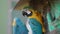 Adult Blue-and-yellow Macaw