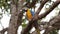 Adult Blue and yellow Macaw