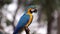 Adult Blue and yellow Macaw