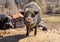 Adult boar on a sandy ground of a meadow, looking at the camera