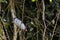 Adult Boat-billed Heron Perching Amongst Jungle Vines