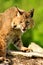 Adult bobcat sitting on log.