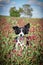 Adult border collie is begging with crimson clover in mouth.