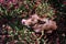 Adult border collie is begging with crimson clover in mouth.