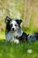 Adult border collie dog lying in a meadow