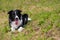 Adult border collie dog lying in a meadow