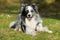 Adult border collie dog lying in nature background