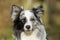 Adult border collie dog siitting in nature background