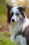 Adult border collie dog standing in a forest