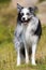 Adult border collie dog standing in a meadow