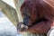 Adult bornean orangutan