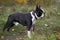 An adult Boston Terrier is standing in a park