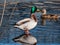 Adult, breeding male and female of mallard or wild duck (Anas platyrhynchos) with a glossy bottle-green head